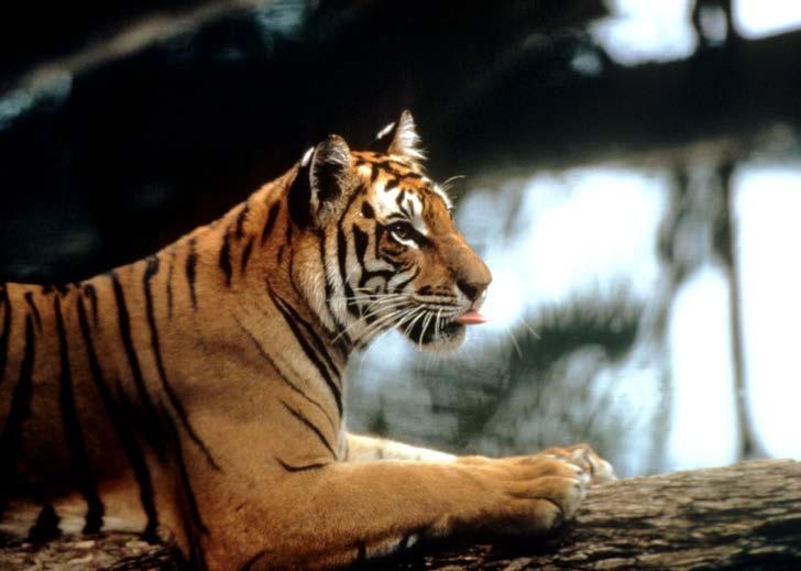 ONLY AROUND 400 SUMATRAN TIGERS REMAIN IN THE WILD, AS THEIR HABITAT HAS BEEN LOST TO PLANTATIONS FOR OIL PALM AND TIMBER PLANTATIONS Howard Buffett / WWF-US WHEN PALM OIL BECOMES A PROBLEM More than