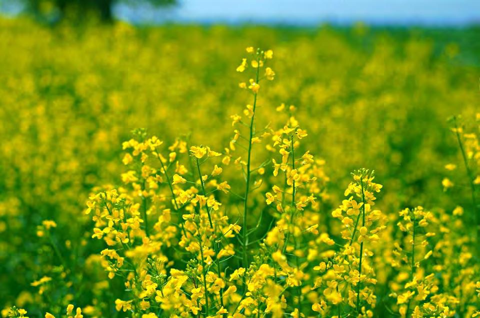 production of rapeseed oil in Central Europe JOHN