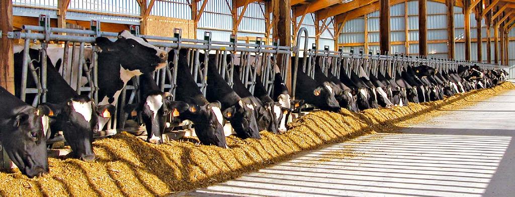 CLEAN FORAGE FOR HIGHER REVENUES Any profits from animal husbandry start with the feed reserves stored in a silo, bales, or bunk.