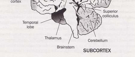 Drugi del so limbic možgani, ki obdajajo reptilian možgane gre za možgane paleosesalcev ali zgodnje možgane sesalcev.