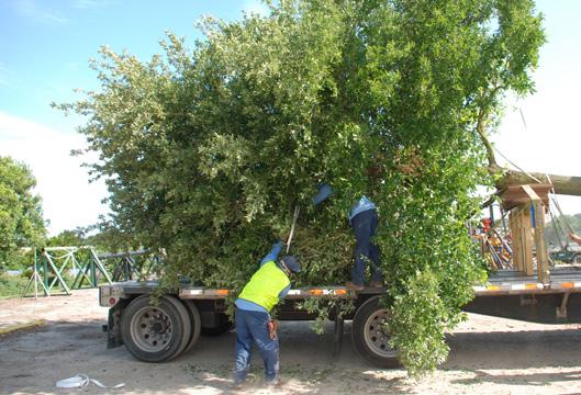 Wrap a well padded sling around the tree s trunk at the bottom of the tree s canopy and hang it from the front-end loader