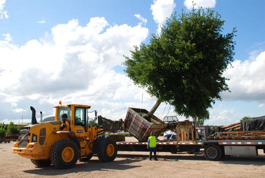 Use front-end loader with forks to lift the front side of wood-box container, tilting the tree towards the trailer s