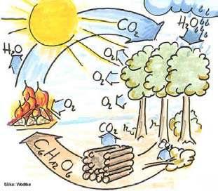Emisije, ki nastajajo s sežigom ali gnitjem lesne biomase so del naravnega procesa kroženja ogljika v atmosferi, tako da je cikel zgorevanja, sproščanja ogljika in zmožnosti gozda absorbirati ogljik