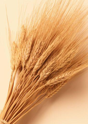 Bioethanol production potential in Scotland Feedstock Surplus barley gives a feedstock opportunity, but has a poorer conversion rate than wheat feedstock Wheat has limited production potential and