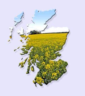 Context of biodiesel production from oilseed rape in Scotland Oilseed rape production in Scotland approx.