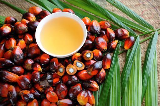 Where are palm oil prices heading?