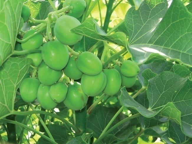 It flourishes best on land that is unsuitable for food production. Propagates rapidly. It is highly resistant to drought and poor soil condition.
