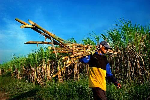 Case III Indonesia Unwilling sugarcane producers Initial