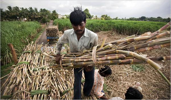 Case II India Ethanol from sugar molasses and smallholders The world s 2 nd largest sugarcane producer (after Brazil) and 4 th of ethanol.