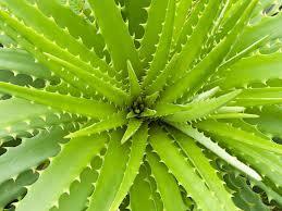 ISSN: 2319-8753 Preparation of Aloevera biodiesel: Aloevera is a very short stemmed succulent plant growing to 6-1 cm tall, spreading by offsets.