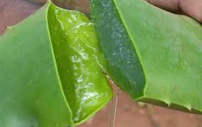 The aloevera plant is shown in the following figure 1 aloevera gel is shown in the following figure 2. Fig.
