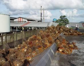 Receiving station Palm oil