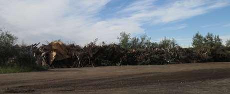 Current Facility Yard Waste Burn pit used for woody