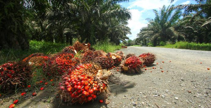 IPOSC 2018 s focus will be on: Palm oil, agriculture and potential impacts on environment and climate change Progress and challenges of MSPO certification Wildlife Conservation and Deforestation