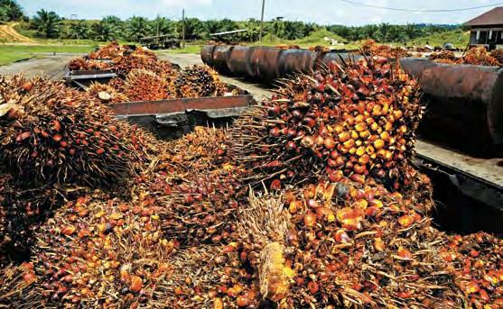 Seeing Beyond Today Chief Executive Officer s Review Ulasan Ketua Pegawai Eksekutif Fresh Fruit BUnch (FFB) 595,001 metric tonnes in, compared with 515,893 metric tonnes in the previous year
