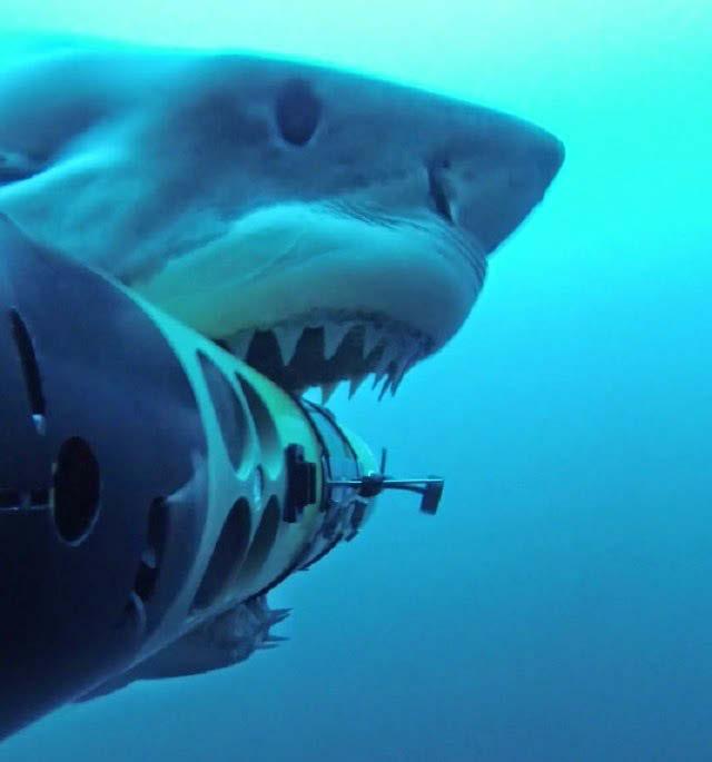 Photography in the wild- SharkCam 6