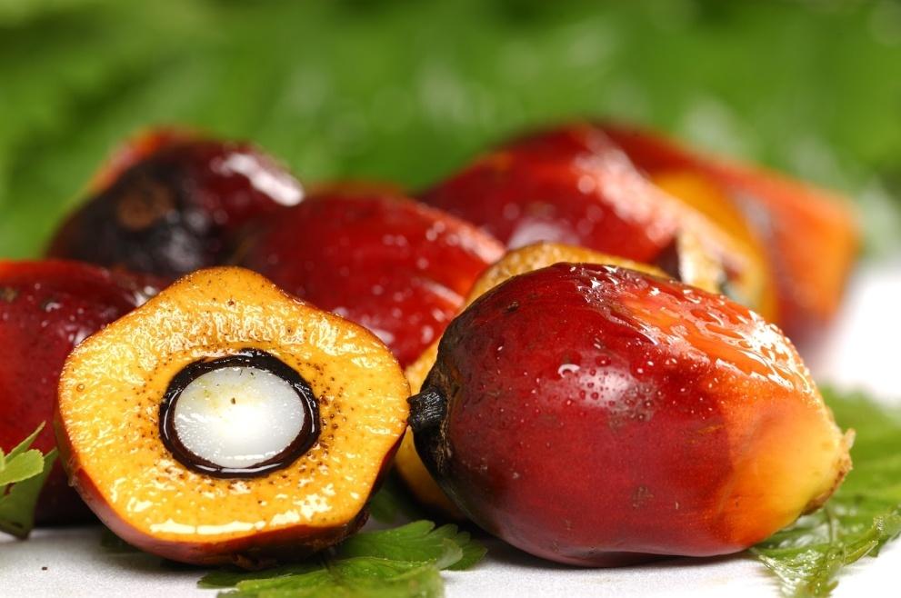 PALM OIL AS A RELIABLE &
