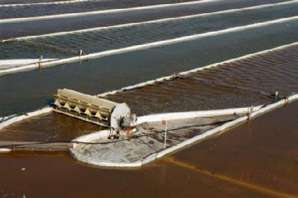 Microalgal Cultivation Inexpensive culture systems using shallow (10 cm deep) ponds stirred with paddle wheels in areas of high solar insolation More intensive cultivation