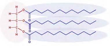 Figure 1 Free Fatty Acid 1 Figure 2 Triglyceride 1 Both free fatty acids and triglycerides can be used as a feedstock for biodiesel production.
