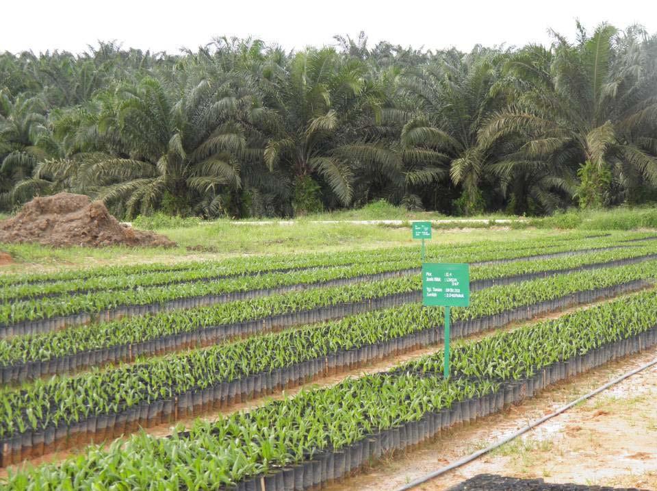 Direct Land Use Change Estimated Palm oil LUC emissions calculated according to the Commission s guidelines: Degraded land to oil palm: -50 gco2e/mj Grassland to oil palm: -25 gco2e/mj Scrubland to