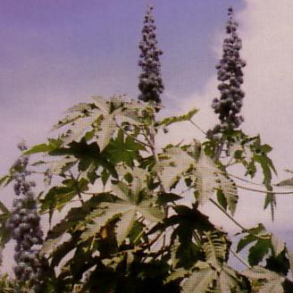 Castor Bean (Ricinus communis) Plant
