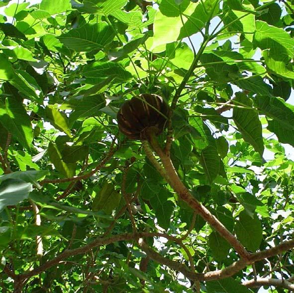 Sandbox Tree (Hura crepitans) Plant