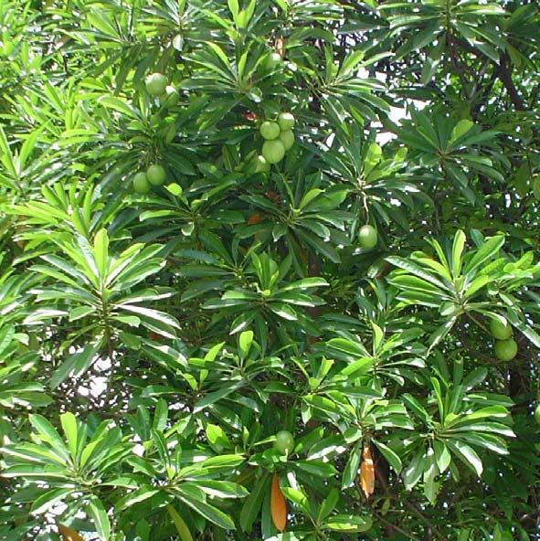 Sea Mango Tree (Cerbera manghas) Plant