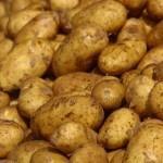 Bulvės : bulvėse gausu K, Mg, vit C, B1, B6, folio rūgšties Produktas, 100g Sviežios bulvės Virtos, be lupenos Virtos, su lupena b r a skaidulų kcal 2,0 g 0,1 g 18,3 g 1,6 g 81 2,0 g 0,1 g 25,0 g 1,8