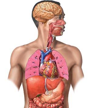 Organ/Visceral Injuries Brain 65% Aorta 35% Heart 40% Lung 55% Spleen 32% (not visible in diagram) Liver 45% Bladder 9%