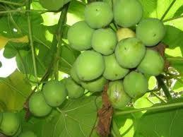 Jatropha oil is vegetable oil produced from the seeds of the Jatropha