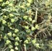 Euphorbia (gopher sponge) 53 26 Produces oil both in seed and as latex in leaves & stem, nonedible, toxic Castor Bean 42 32 No-edible oil due to toxins, oil mainly