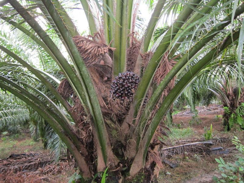 41 PROSPECTS FOR PALM OIL SUPPLY GROWTH ARE EXPECTED TO BE GOOD PALM OIL SUPPLY TO GROW AT AN AVERAGE OF 3.