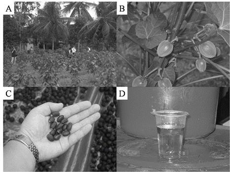 Figure 1. Jatropha plants 6 months after planting (A), fruits (B), seeds (C), and crude oil obtained by screw press (D).. 3.
