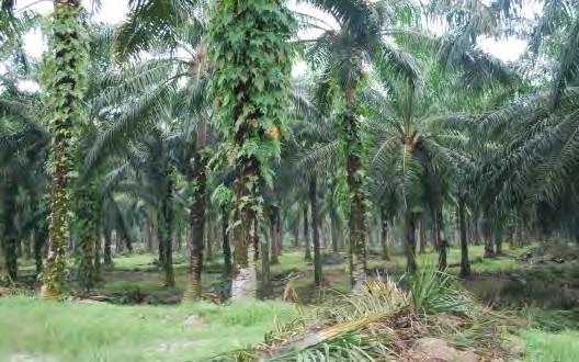 dikekalkan. c. Kawasan ladang yang mempunyai pokok kelapa sawit yang berusia 25 tahun ke atas adalah seperti gambar berikut: GAMBAR 1.3 GAMBAR 1.