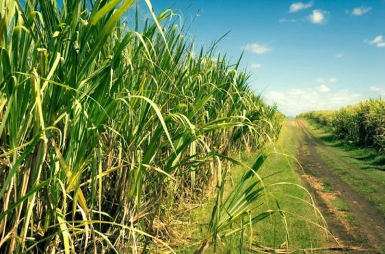Ethanol as an Alternative Fuel - Renewable; - Low carbon fuel; - Well established use in Brazil. Source: http://blog.mfrural.com.