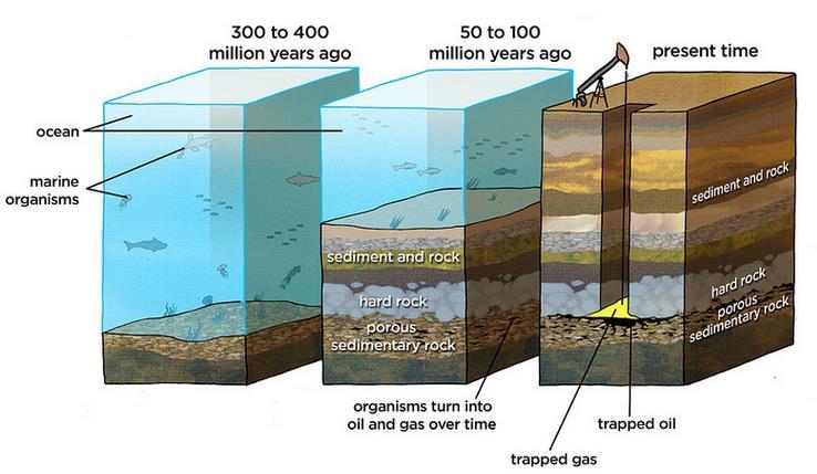 1.3 Petroleum Formation Animals and plants died at the bottom of the ocean and buried under layers of sedimentary rock Over the time, heat & pressure cooked the