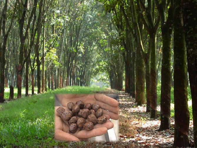 2 lakh hectares of rubber plantations. On an average 160 kg of rubber seed is produced per hectare of rubber plantation.