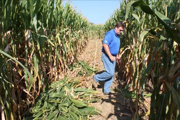 Procedures for the 2010 Kentucky Silage Corn Hybrid Performance Report Objective: The objective of the Silage Corn Hybrid Performance Test is to provide unbiased forage yield and quality data for