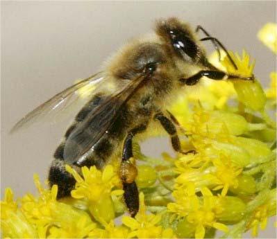 4.4. VARSTVO ČEBEL IN NECILJNIH ČLENONOŽCEV Čebele so kot opraševalke mnogih rastlin nepogrešljive za obstanek kopenskih življenjskih združb.