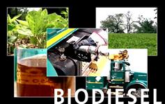Biodiesel Production in Mauritius Prepared by: Roopchund Jashvir, July 06 FOR ECOFUEL LTD 1 Presentation Overview What is Biodiesel?