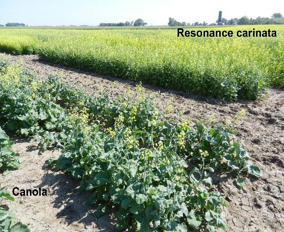 environmental stress Extremely tolerant to drought, heat and frost high yields