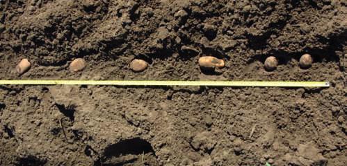 The foam roller (10) provides for an even placement of the tuber in the furrow.