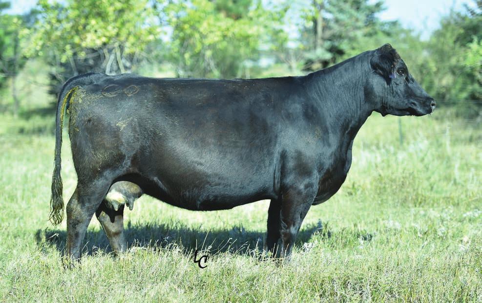 CDI MS CROCKET 110U DAM TO LOTS 22-30 An extremely moderate framed black Crocket daughter that has excelled ever since coming into production.