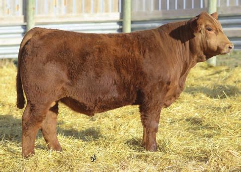 5 40 55 15 15 15 4 1 1 85 80 40 99 10 20 15 LOT 32 Genomic Enhanced EPDs. Herdsire prospect! A powerhouse son of Mika and Power Grid that will add some frame and muscle to his calf crop.