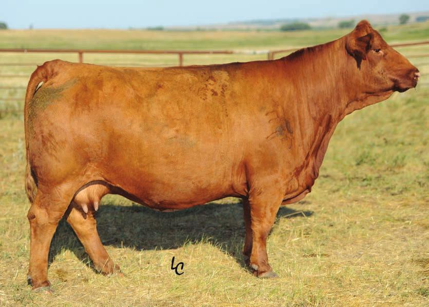 HSF RED FORTUNES SIS 33 DAM TO LOTS 14, 15, 36, 36A 45, 46 & 47 A massive Fortune 500 daughter that touts a Shear Force free pedigree and is the dam to our senior herd sire HSF High Roller 12T.