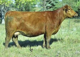 TNT 90 PROOF Z401 SIRE TO LOTS 42-46 PB SM ASA# 2791334 5.3 4 85.9 129.6 0.27 11.3 20.4 63.3 12.7-0.23 0.14-0.037 0.96 117.2 78.2 The high-selling Moonshine son in the 2014 TNT sale.