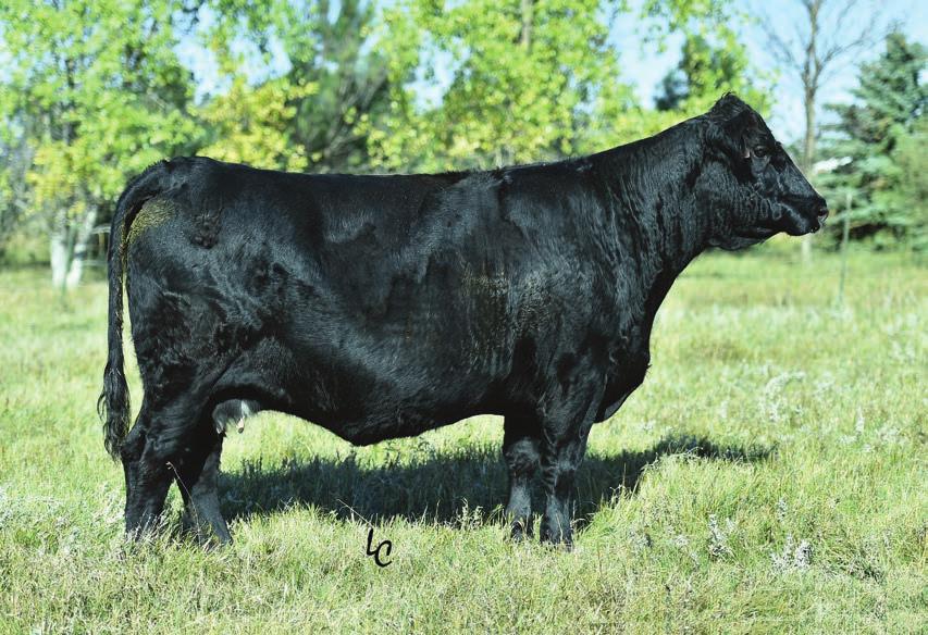 HOOKS NAN 3N // DAM TO LOTS 56, 57, & 90 Another older proven Shear Force donor that has flushed very well and has a solid production record.
