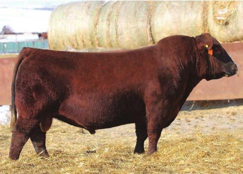 AGE ADVANTAGE DIVISION For the first time, we are excited to offer 18 month old Age Advantage bulls for your consideration.