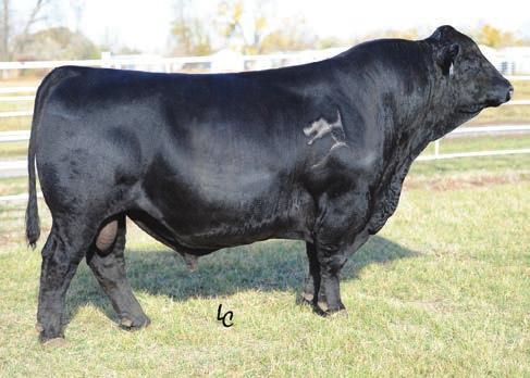 LOT 90 Genomic Enhanced EPDs. A powerful United son out of the potent 3N donor cow. Her three homo black sons (including Lot 90) in this years sale will all be sought after power bulls.