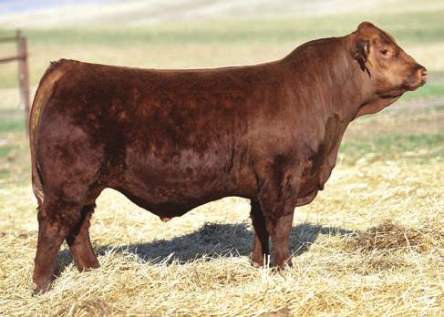 The total muscle and mass that he possesses while still having an EPD profile that predicts him to be a calving ease bull with top 1 percent growth is quite hard to find.